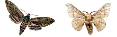Moth Control Company Aligarh