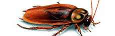 M.S.Pest Control Aligarh